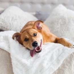 a dog laying on a bed